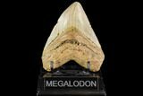 Fossil Megalodon Tooth - North Carolina #109804-1